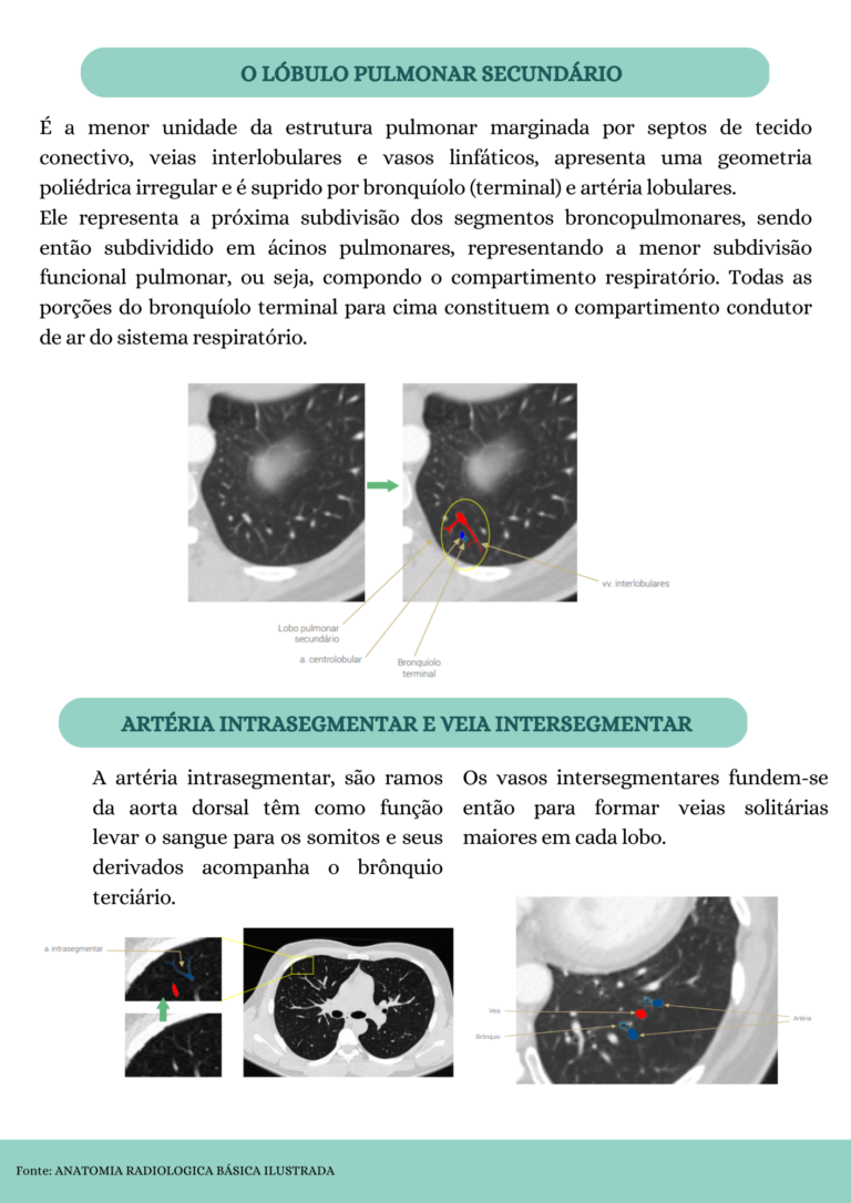 Anatomia Radiológica (8)