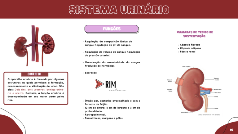 Anatomia humana (1)