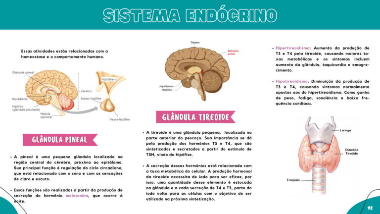 Anatomia humana (10)