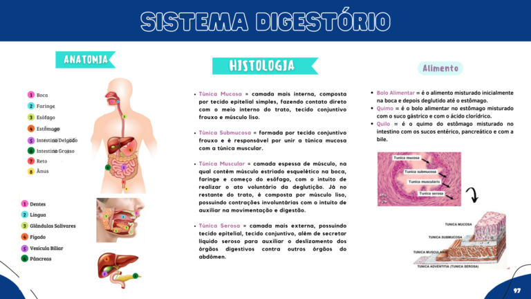 Anatomia humana (11)