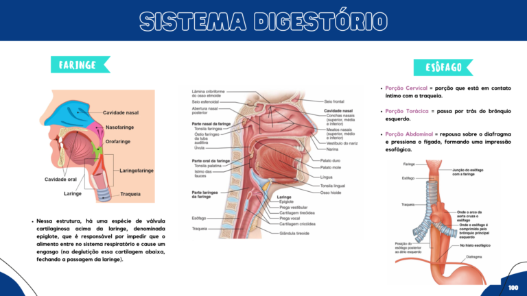 Anatomia humana (12)