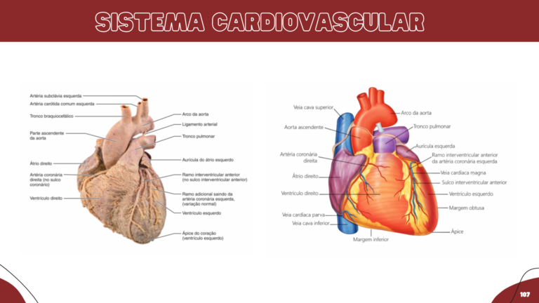 Anatomia humana (13)