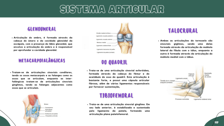 Anatomia humana (14)