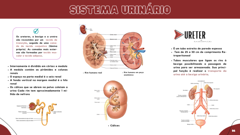 Anatomia humana (2)