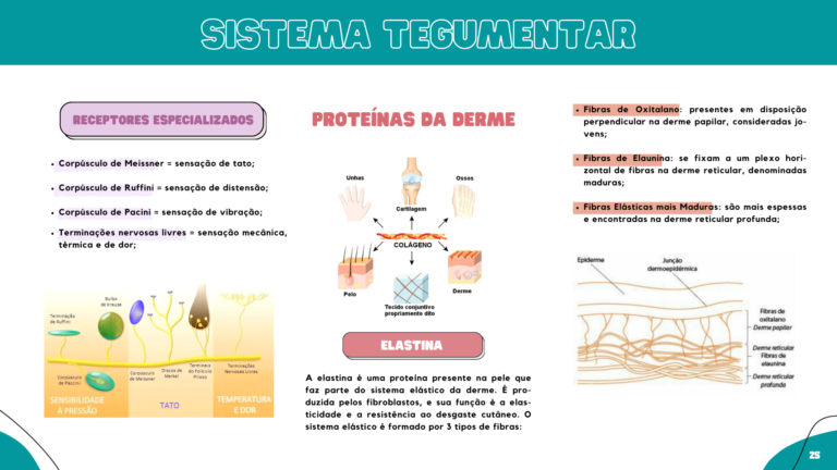 Anatomia humana (3)