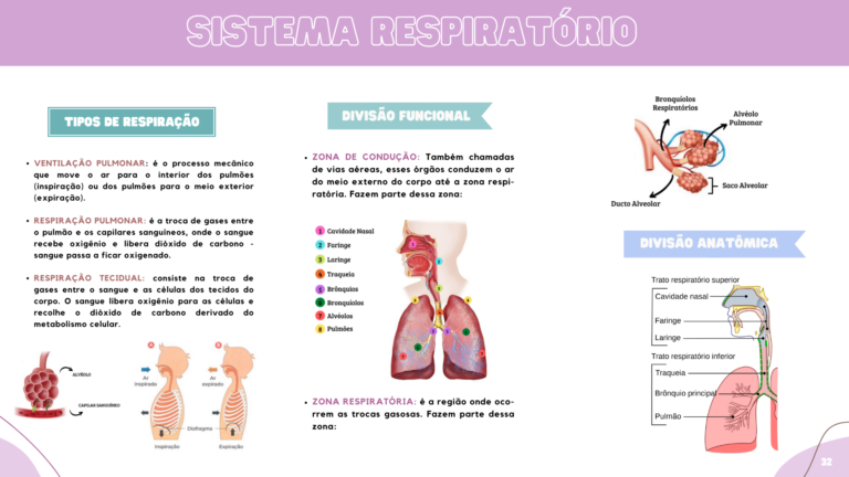 Anatomia humana (4)