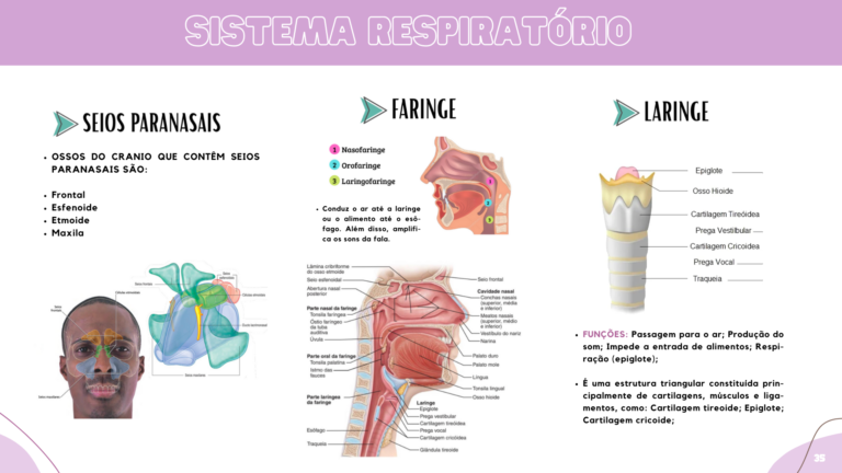 Anatomia humana (5)