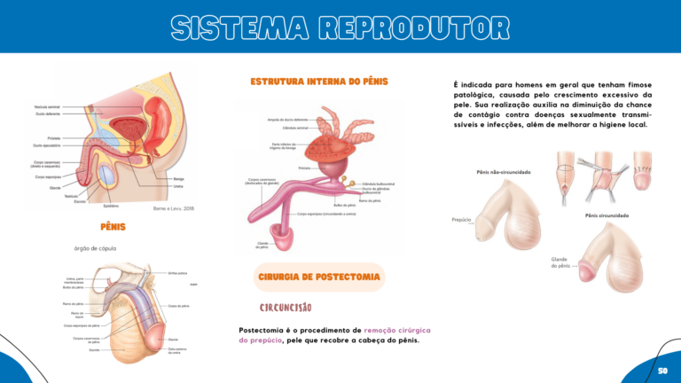 Anatomia humana (6)