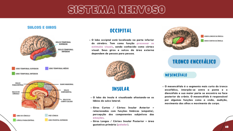 Anatomia humana (7)