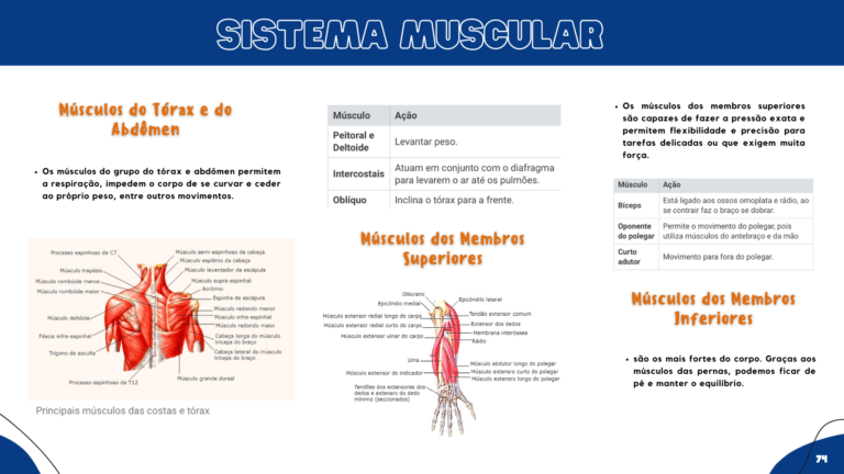 Anatomia humana (8)